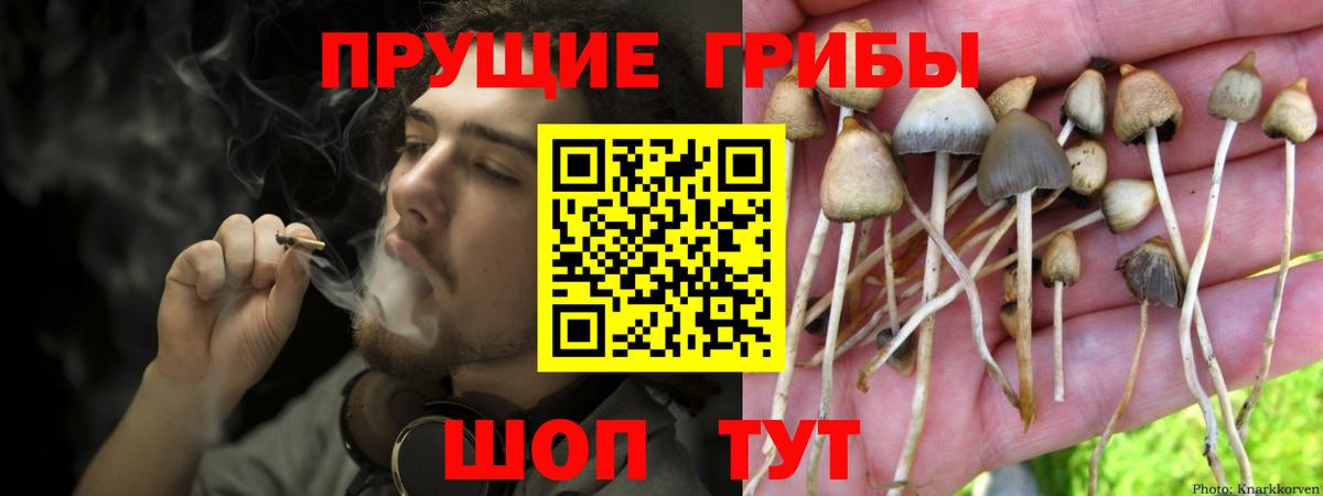 Псилоцибиновые грибы Psilocybine cubensis Барнаул